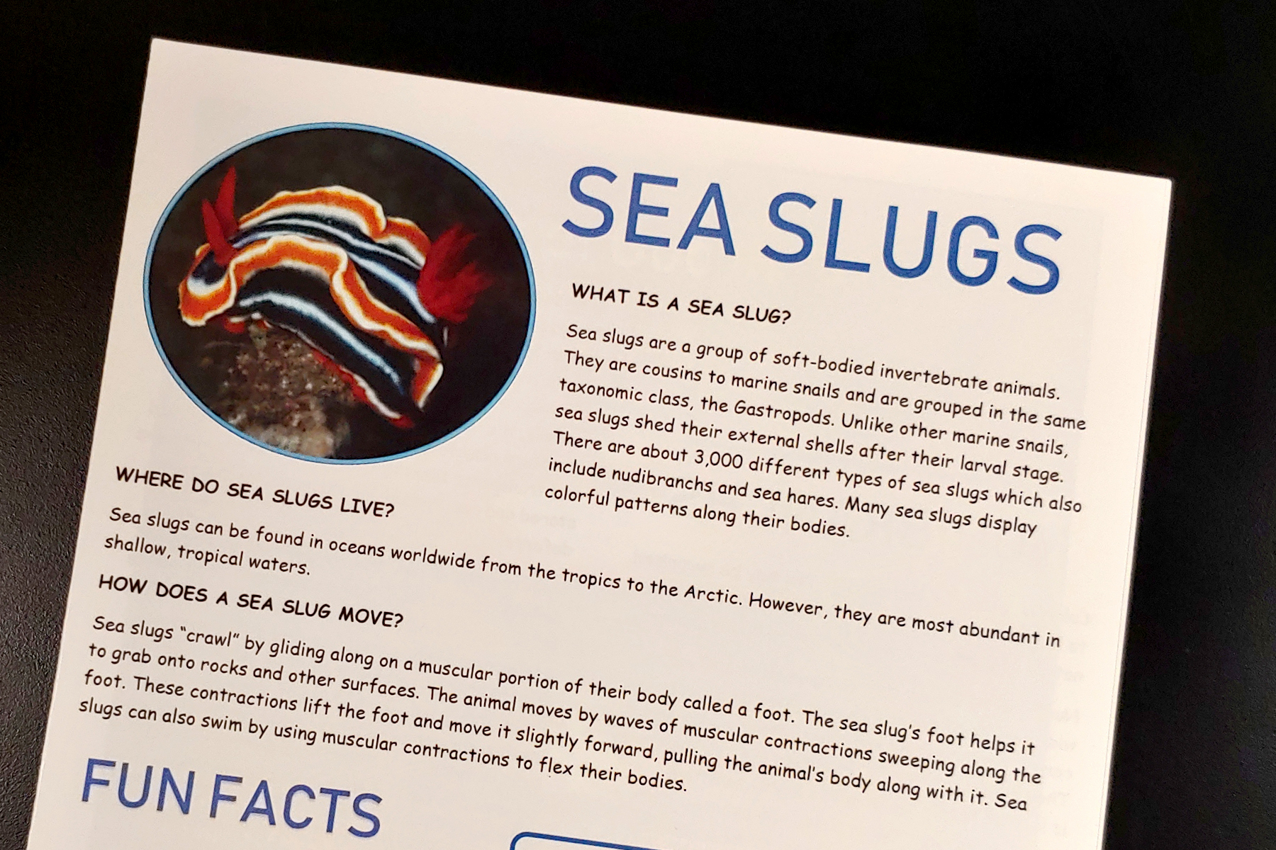 Sea Slugs.jpg