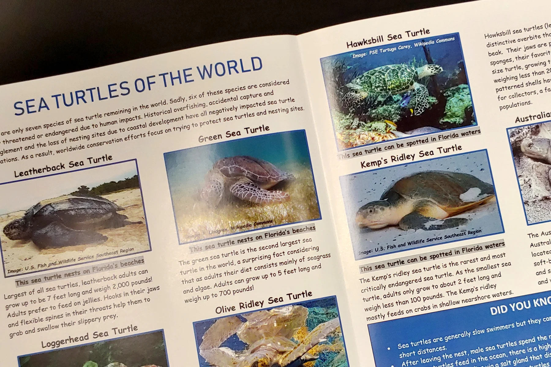 Sea Turtles 1.jpg