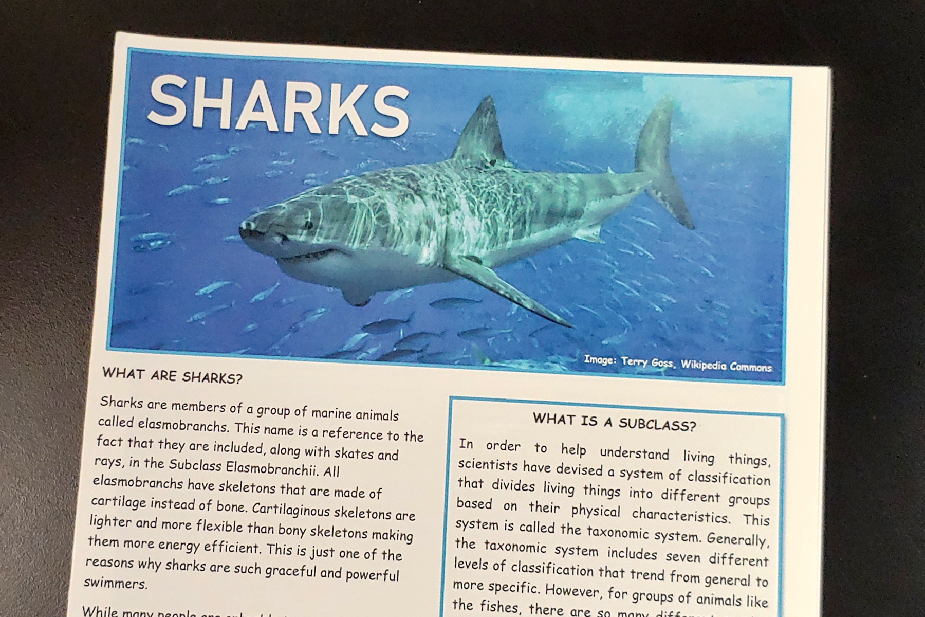 Sharks.jpg
