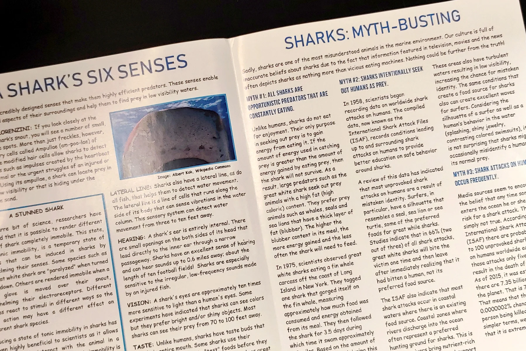 Sharks 1.jpg