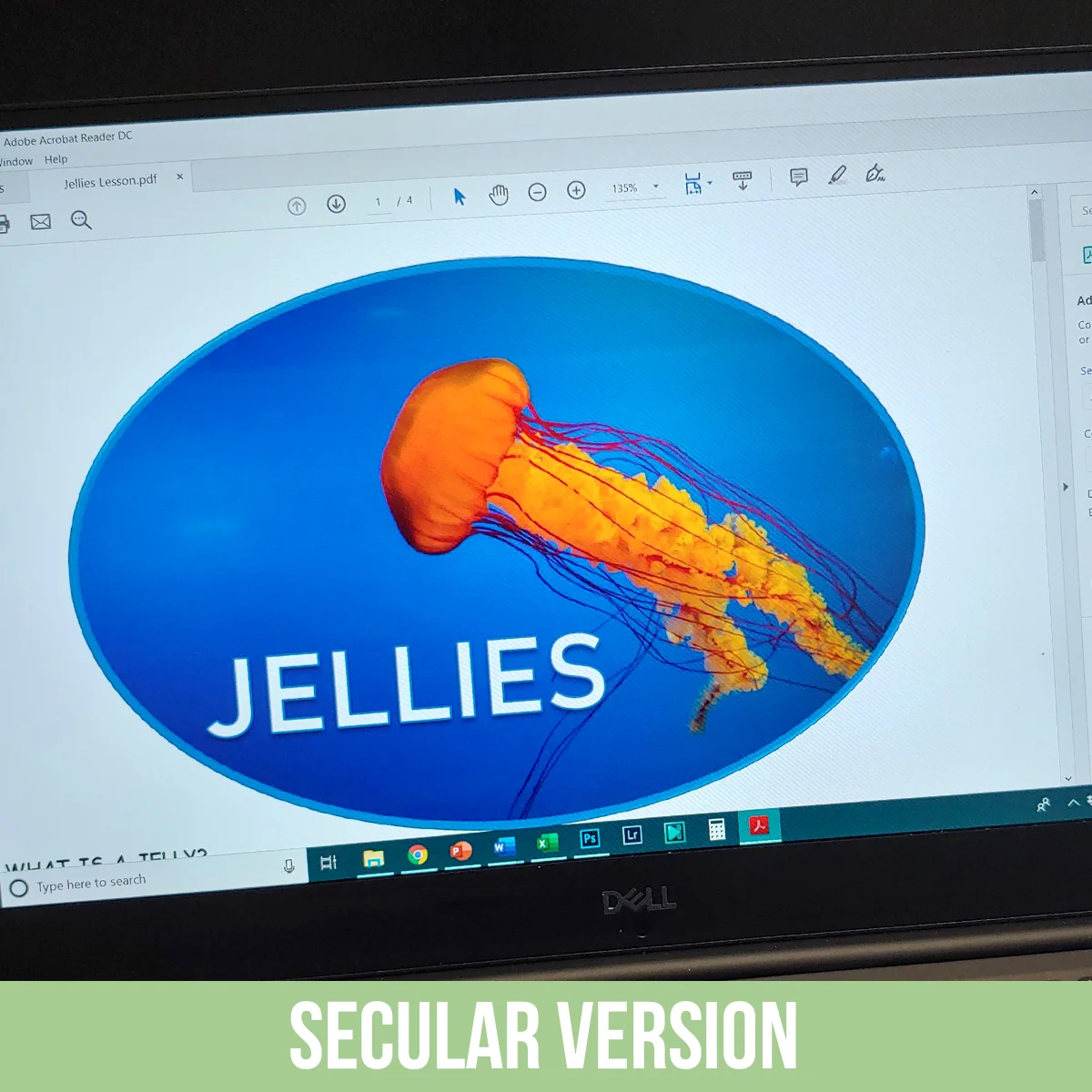 Jellies PDF.jpg