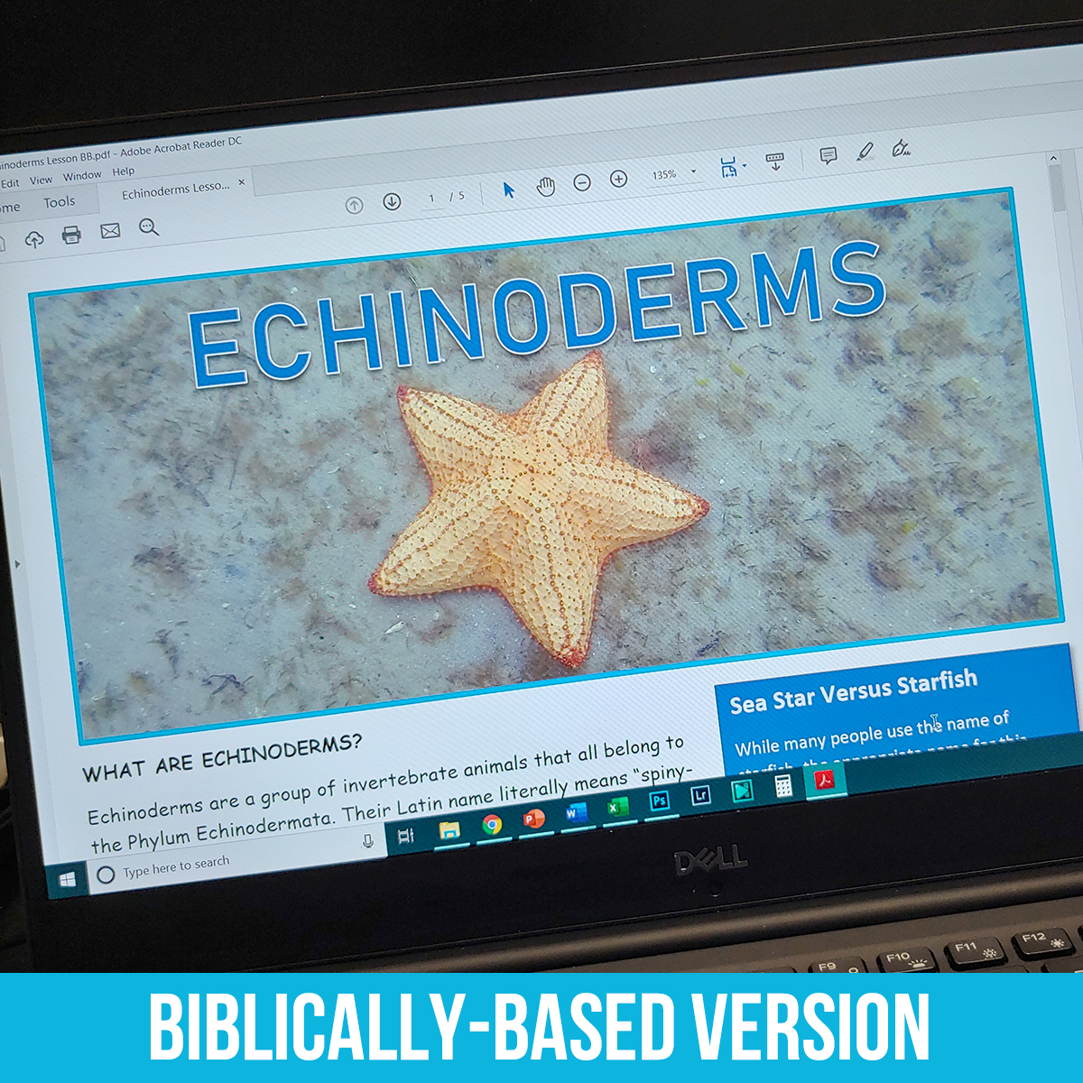 Echinoderm PDF BB.jpg