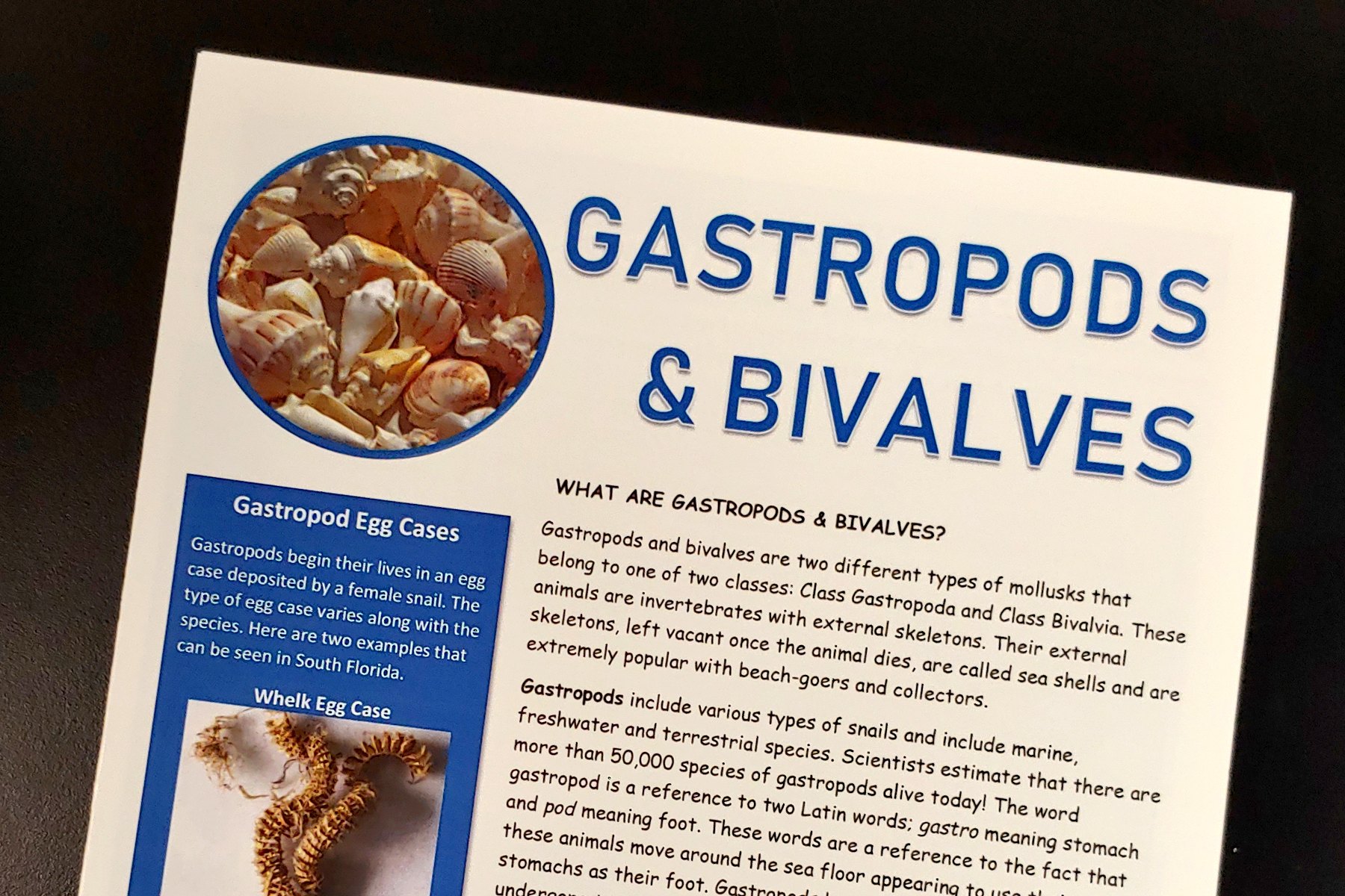 Gastropods & Bivalves.jpg