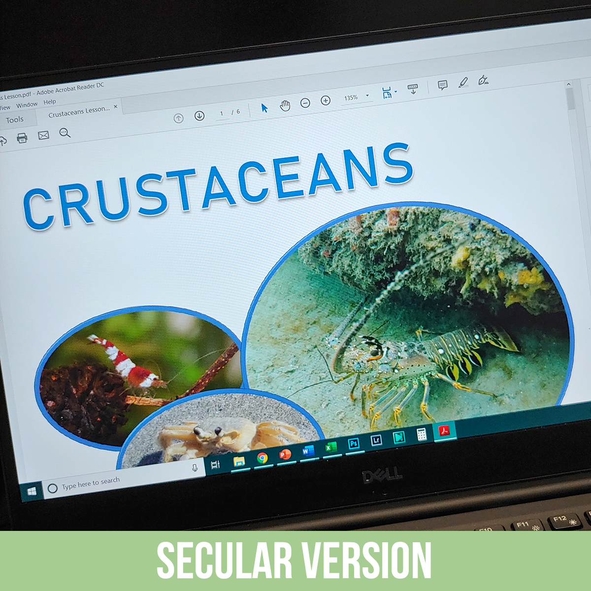 Crustaceans PDF.jpg