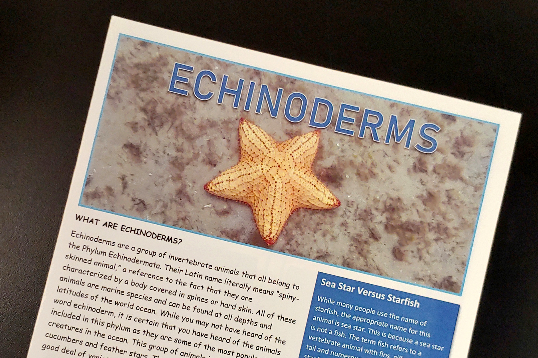 Echinoderms.jpg