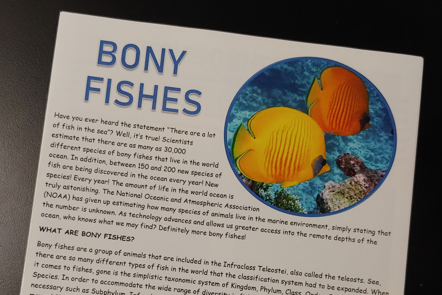 Bony Fish.jpg