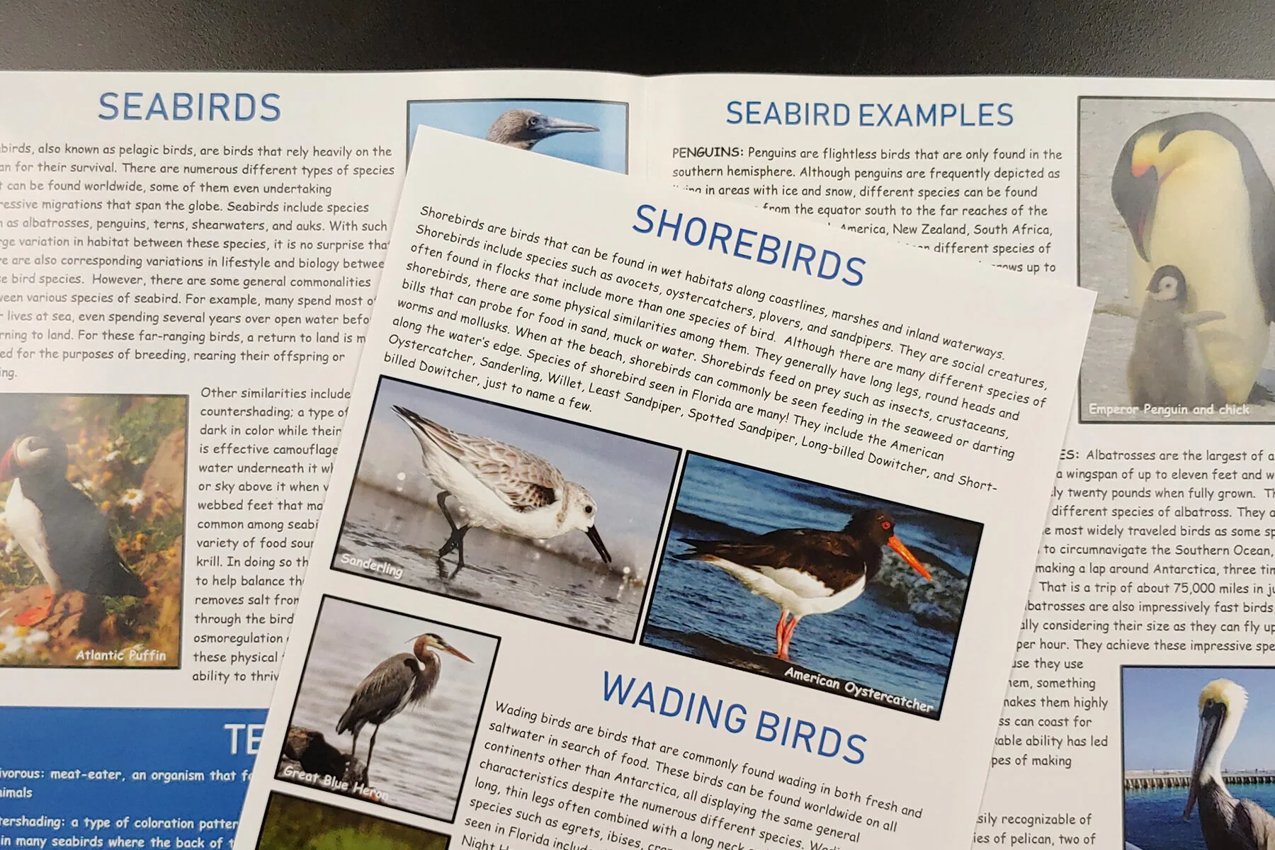 Marine Birds 1.jpg