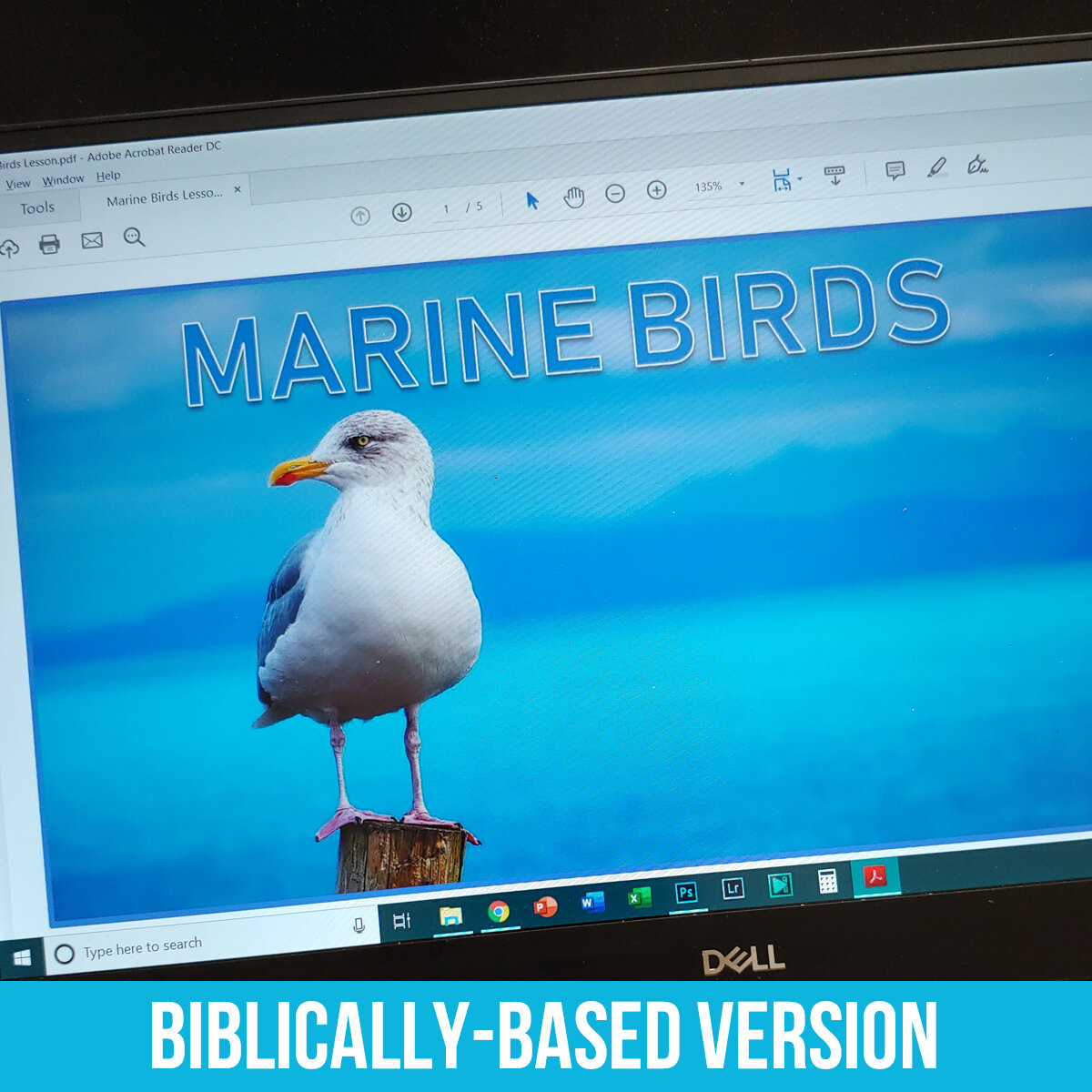 Marine Birds PDF BB.jpg