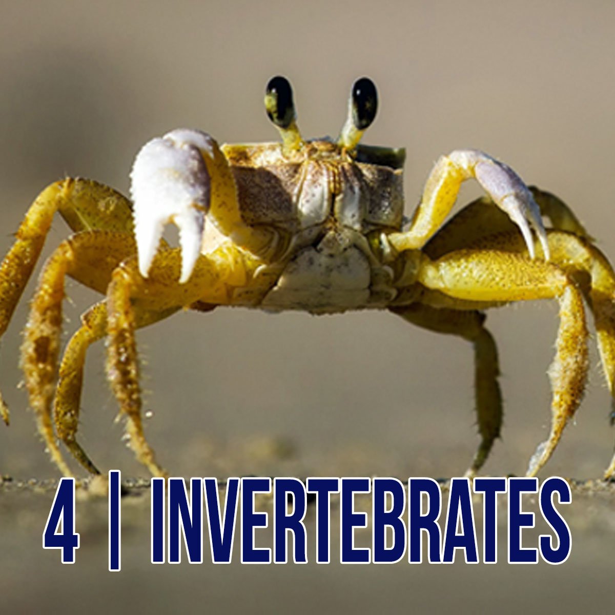 eLearning - Invertebrates.jpg
