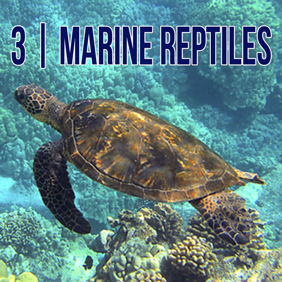 eLearning - Marine Reptiles.jpg
