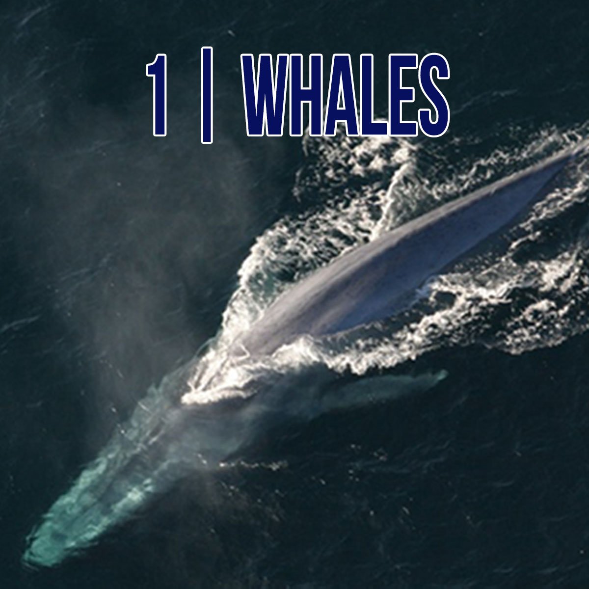 eLearning - Whales.jpg