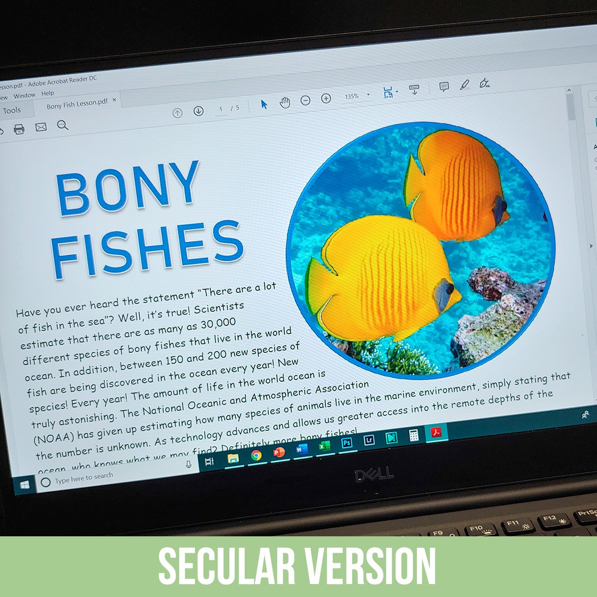 Bony Fish PDF.jpg