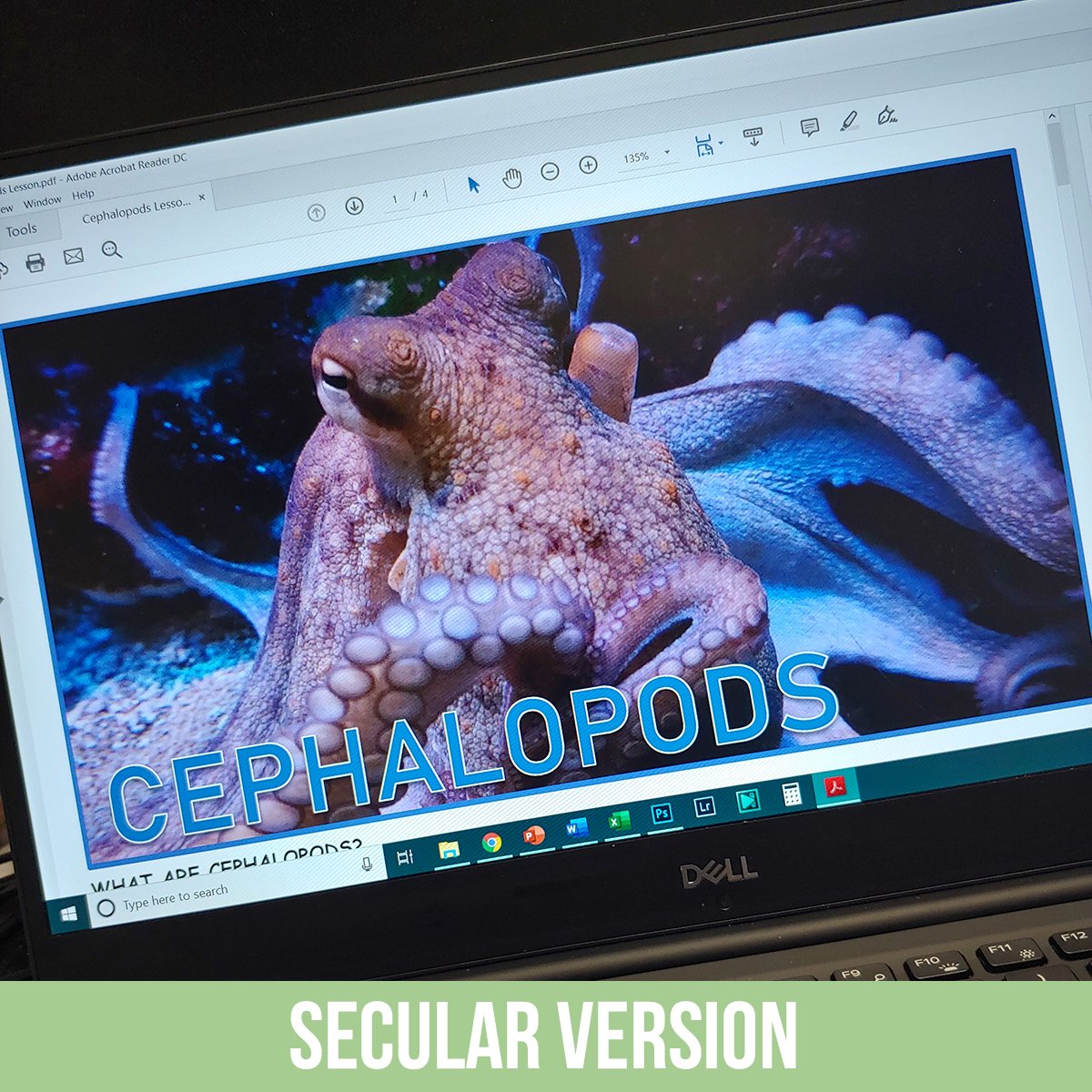 Cephalopods PDF.jpg