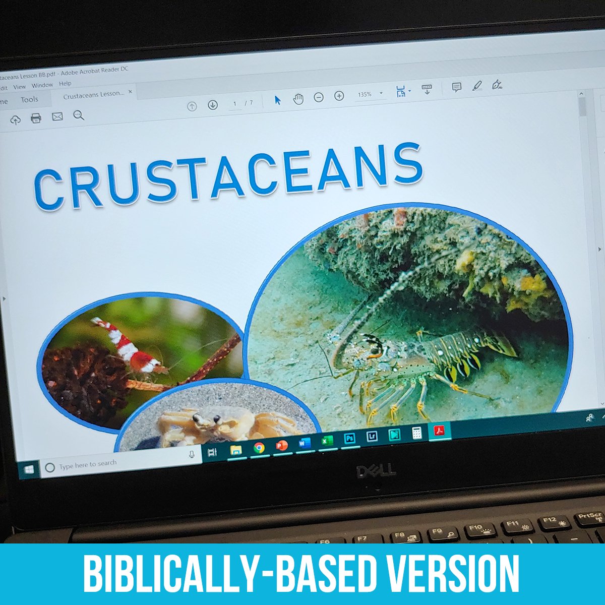 Crustaceans PDF BB.jpg