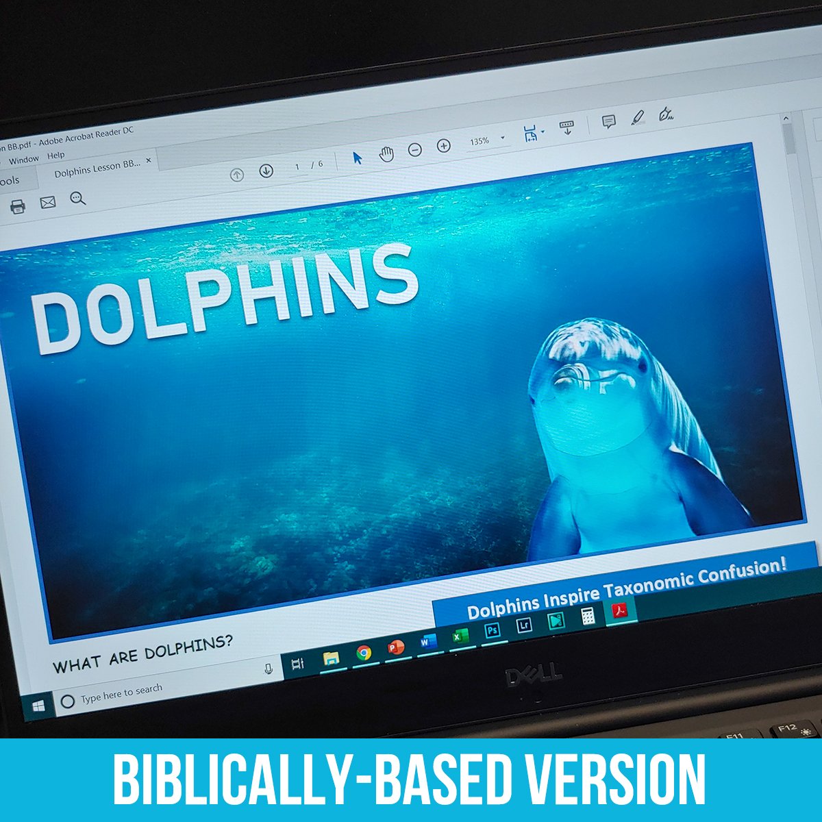 Dolphins PDF BB.jpg