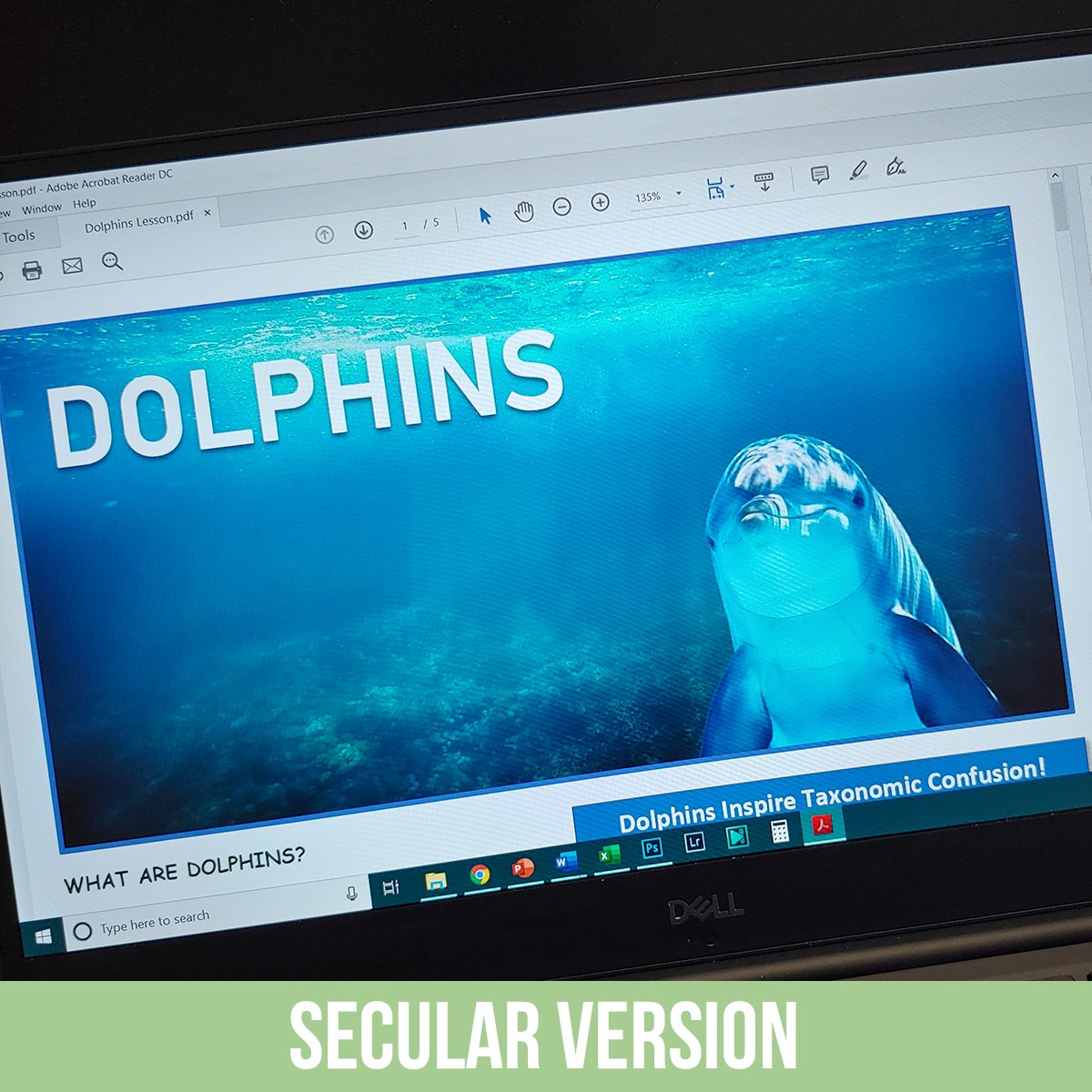 Dolphins PDF.jpg