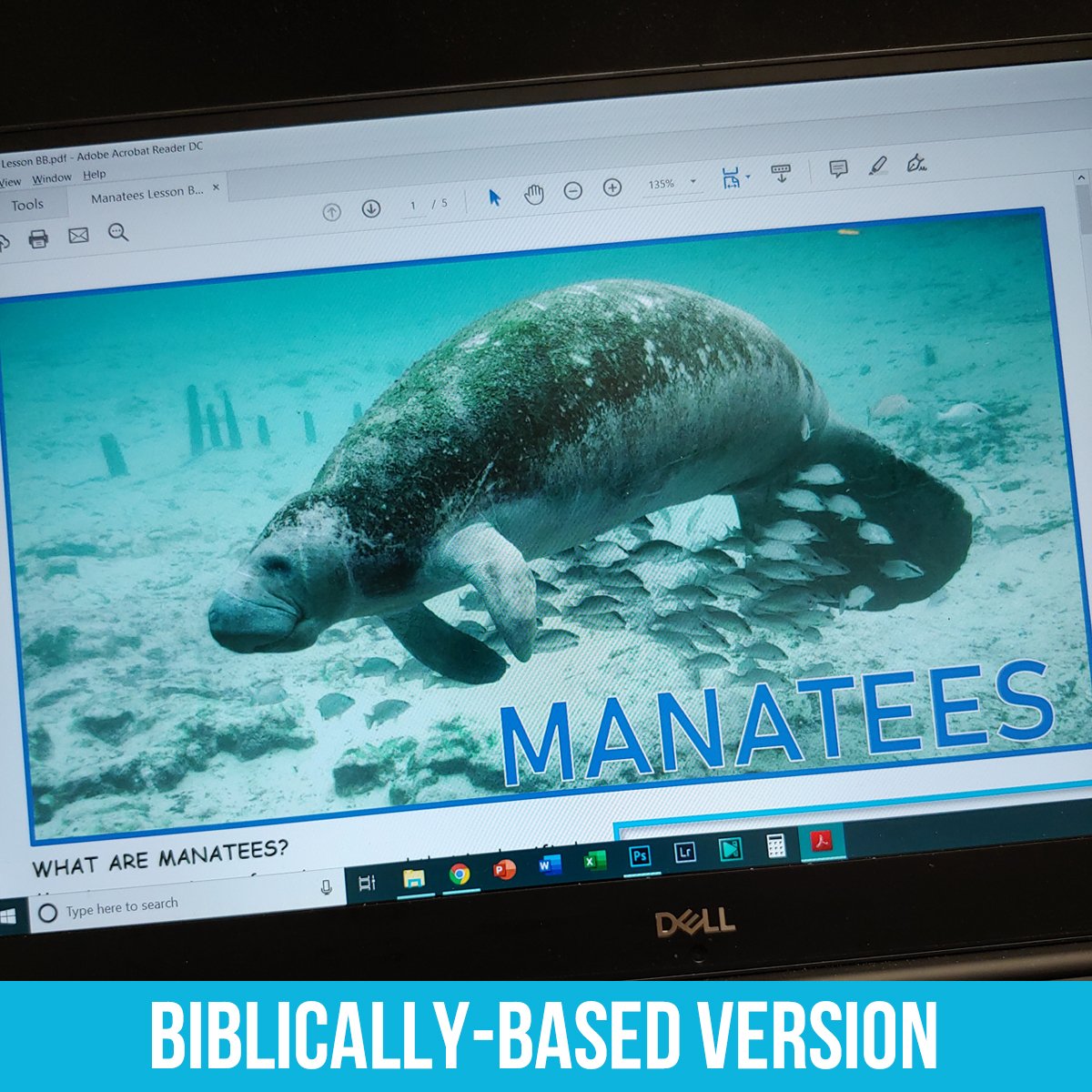 Manatee PDF BB.jpg