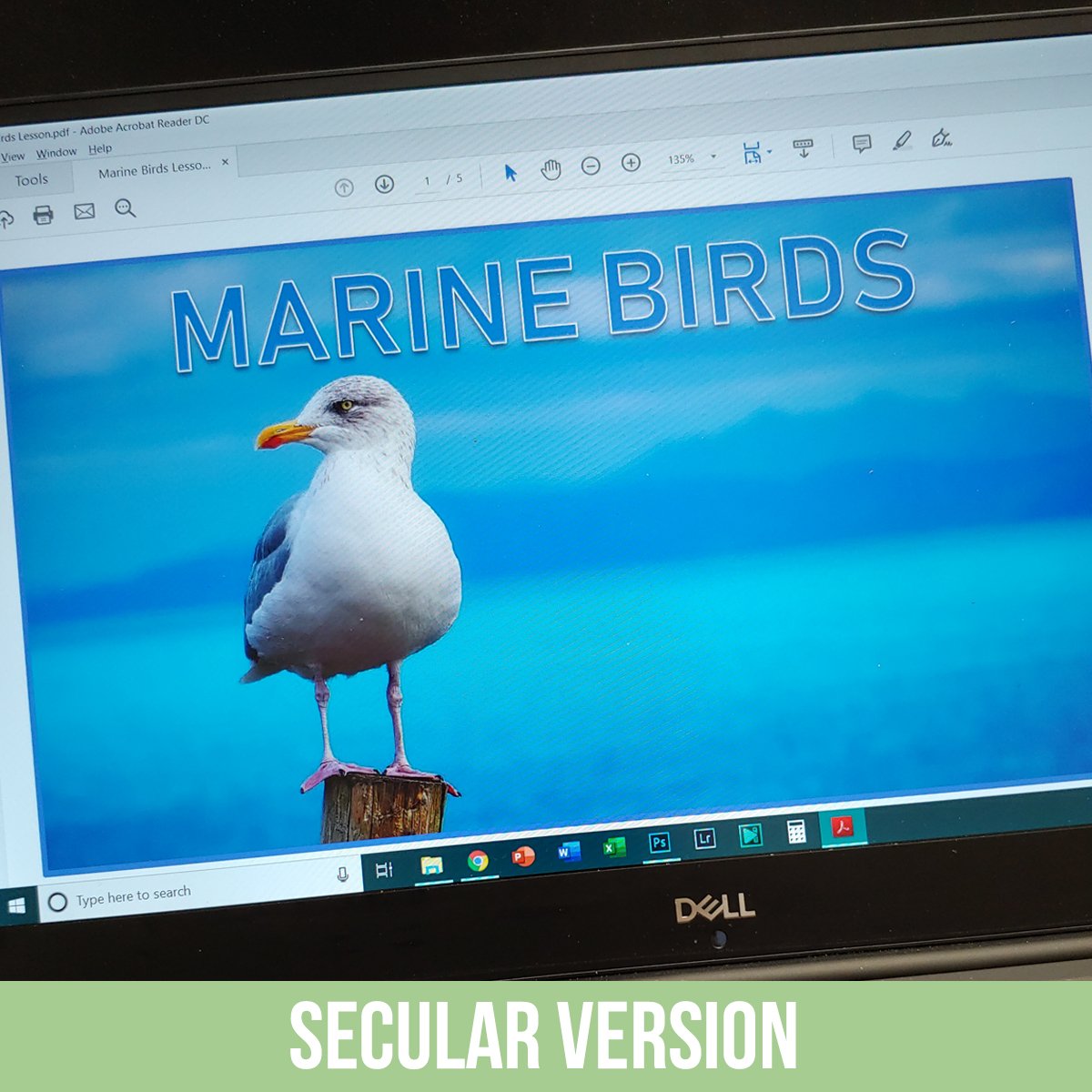 Marine Birds PDF.jpg