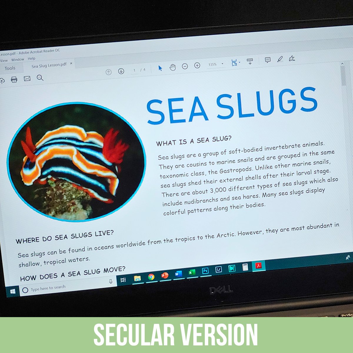 Sea Slugs PDF.jpg