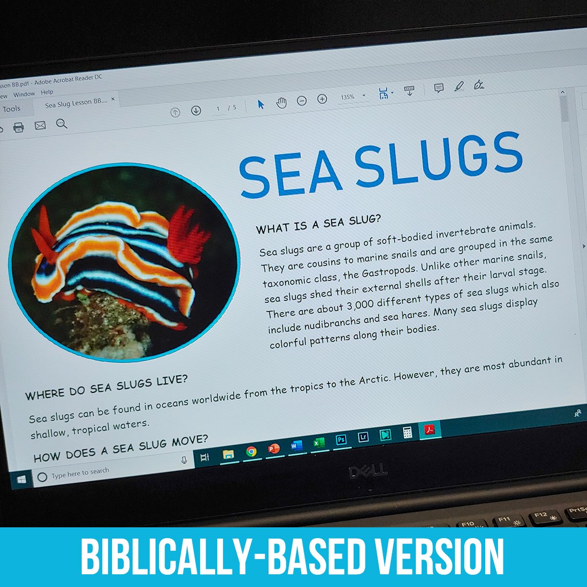 Sea Slugs PDF BB.jpg