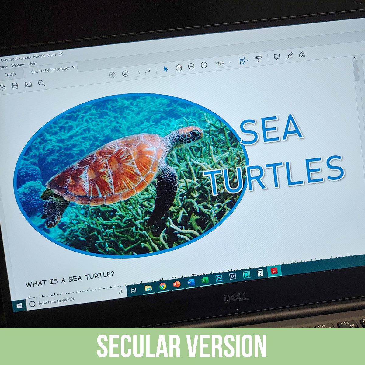 Sea Turtles PDF.jpg