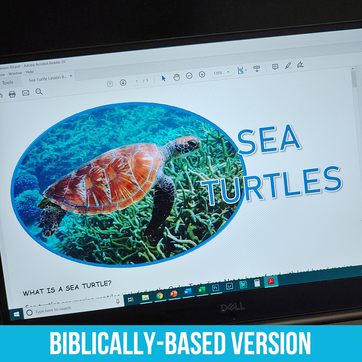 Sea Turtles PDF BB.jpg