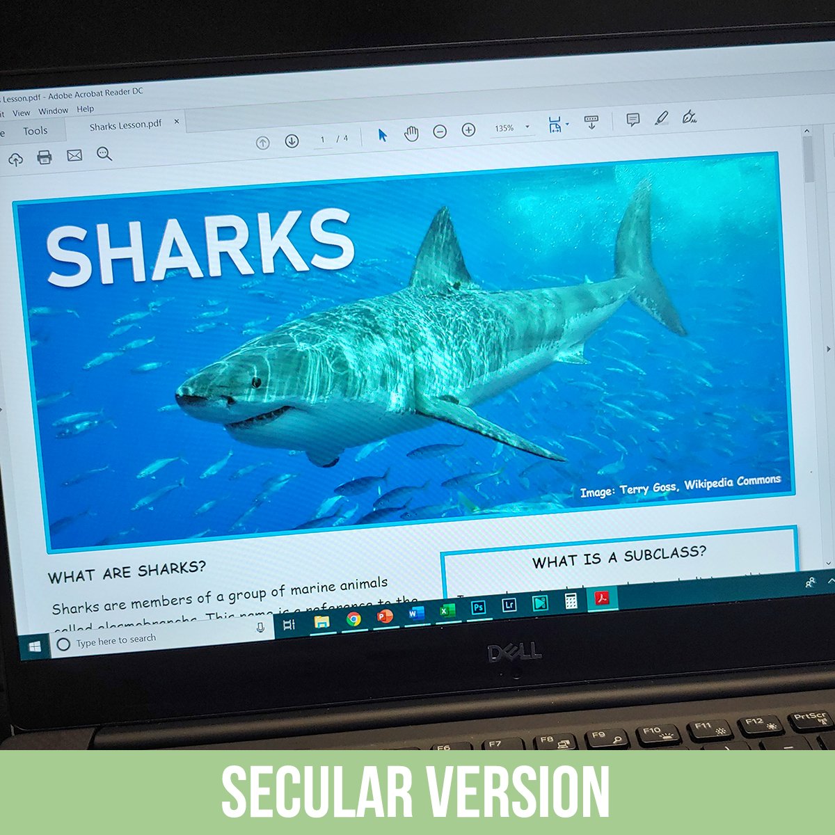 Sharks PDF.jpg