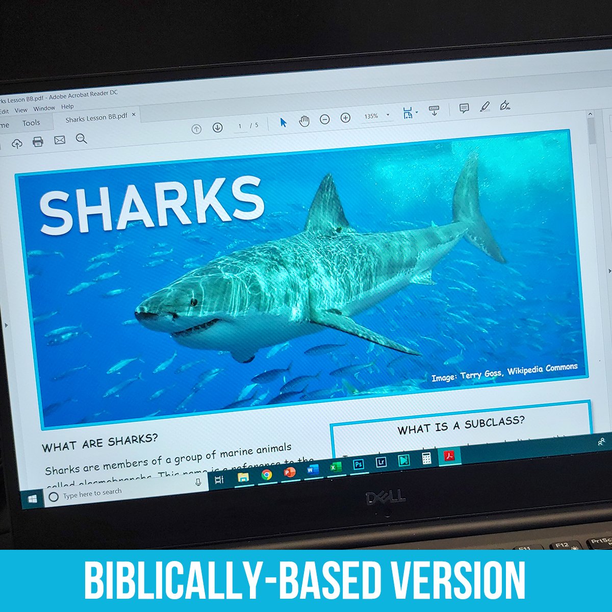 Sharks PDF BB.jpg