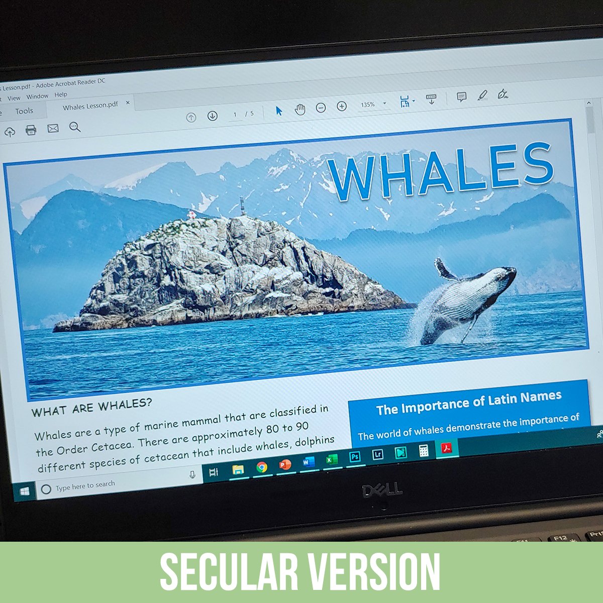 Whales PDF.jpg