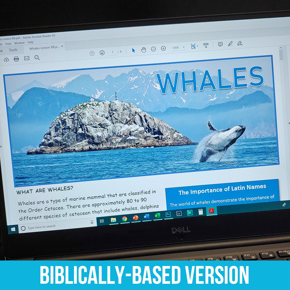 Whales PDF BB.jpg