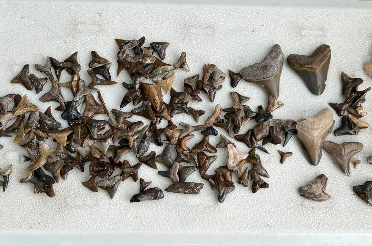 Dry Fossil Dig with Bone Valley Experience