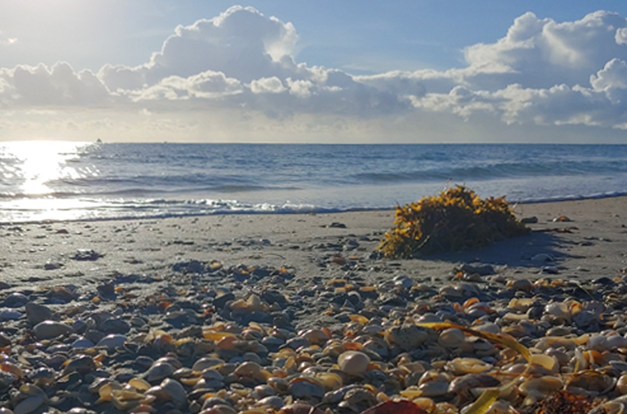 Wrack Line Finds Field Trip | Palm Beach