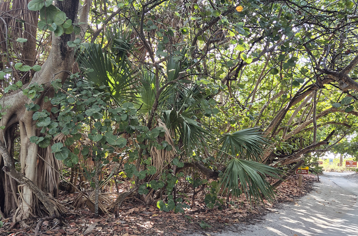 Coastal Hammock Scavenger Hunt