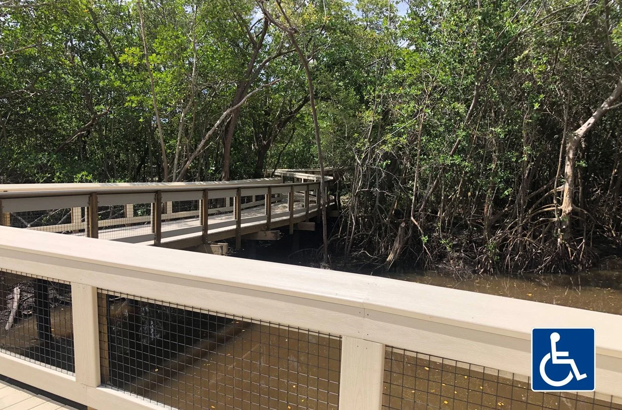 Mangrove Boardwalk Tour