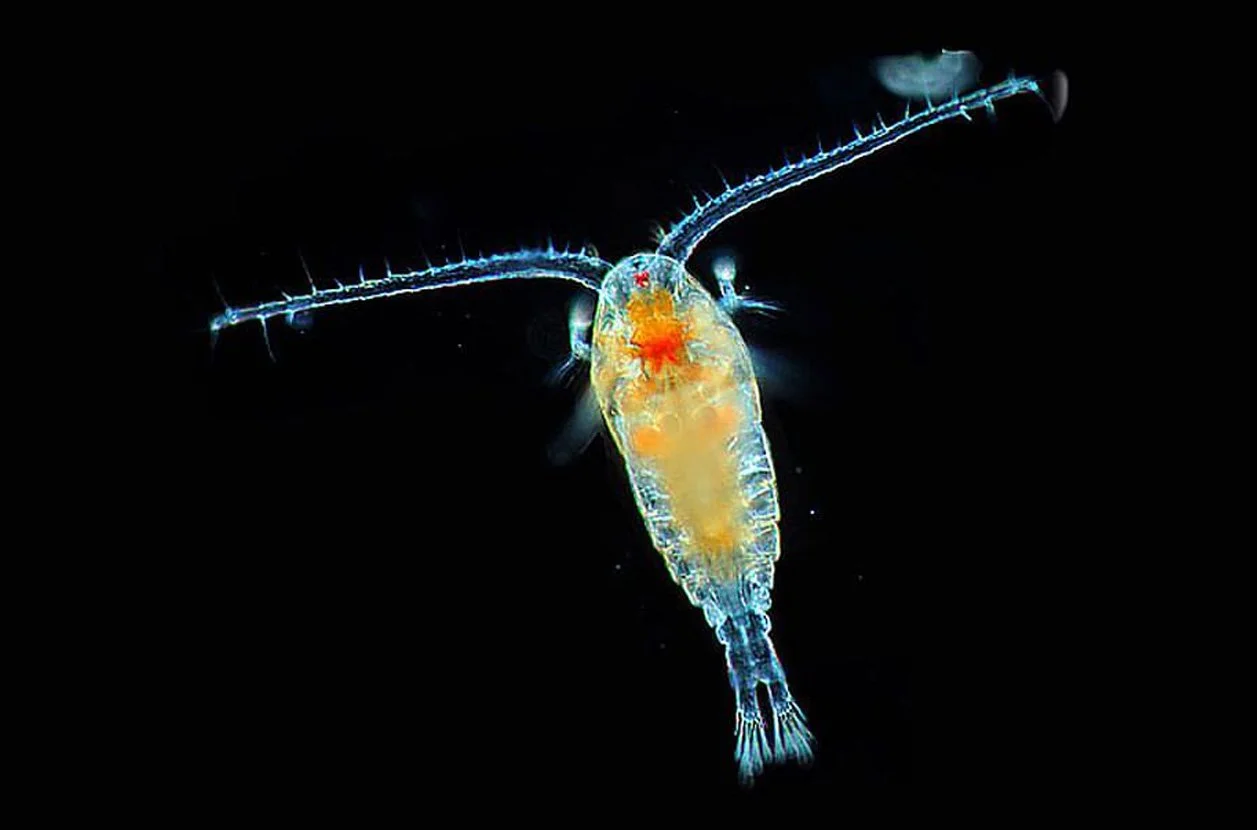 Plankton Hunt Laboratory | Palm Beach