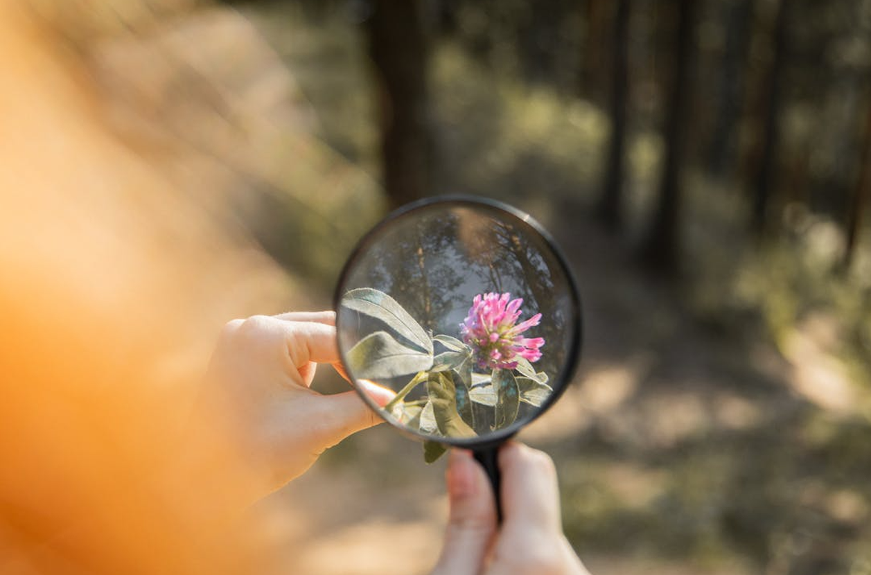 Comparative Plant Morphology Laboratory