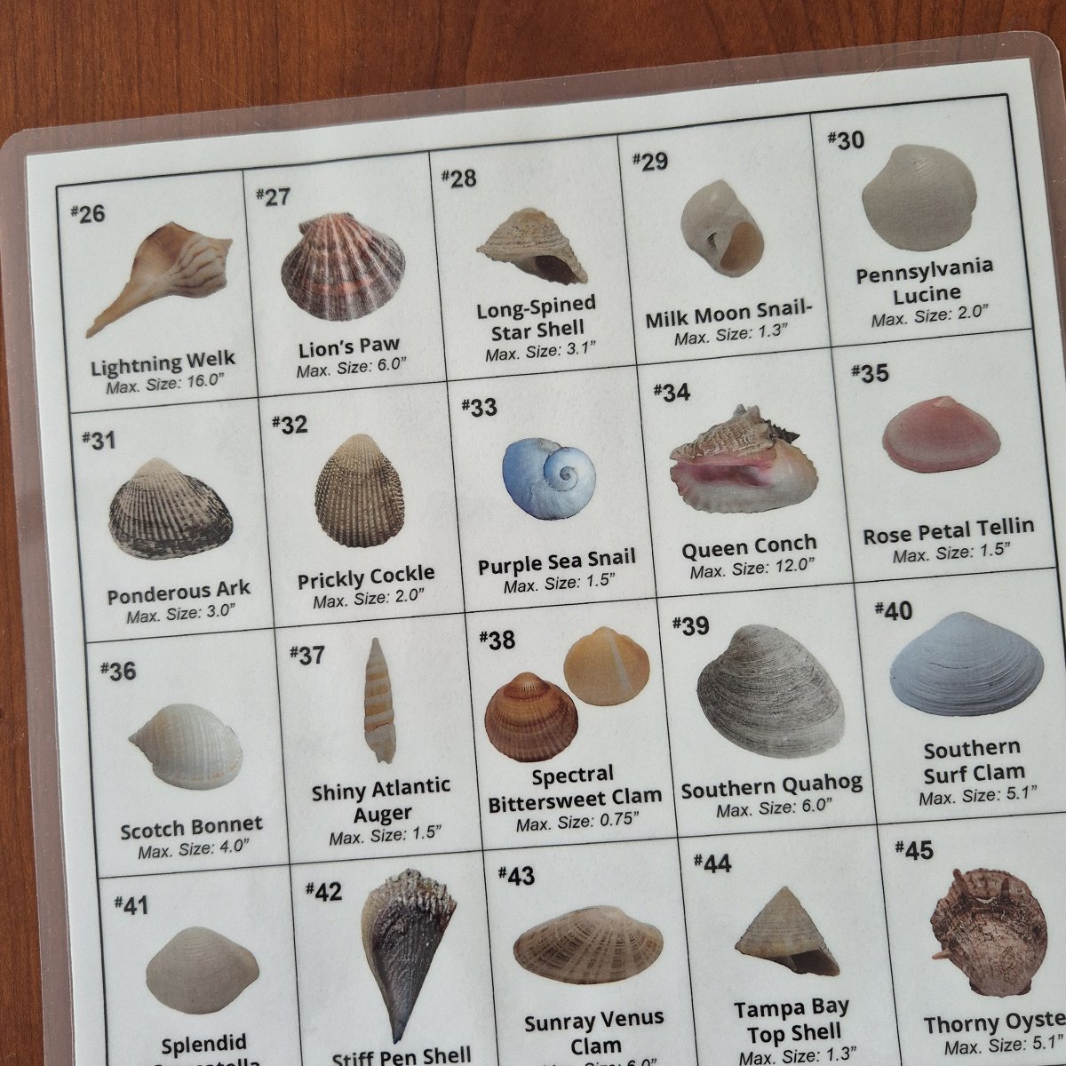 Sea Shell ID Key 2026 Back.jpg