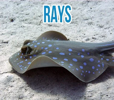 Rays.jpg