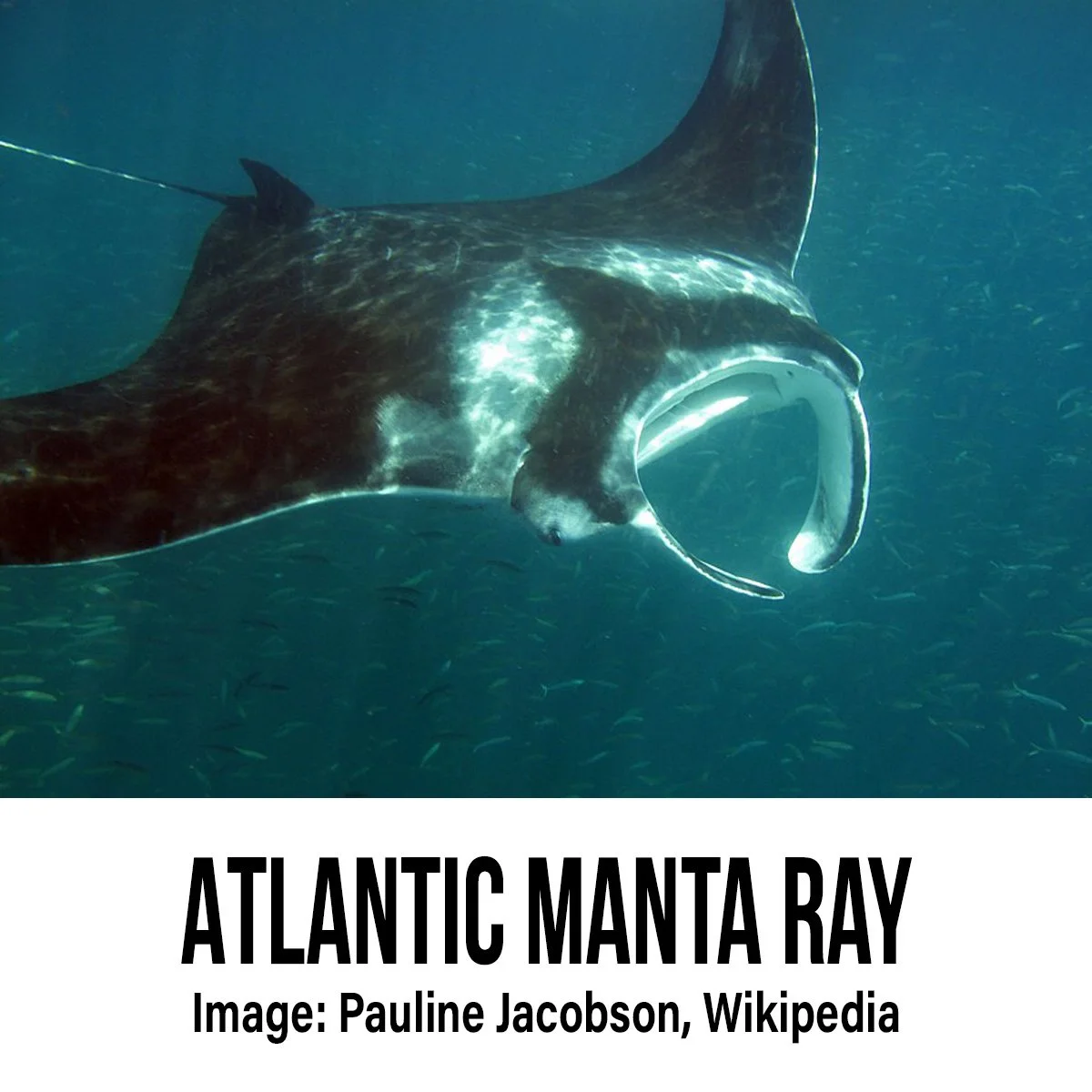 Atlantic Manta Ray.jpg