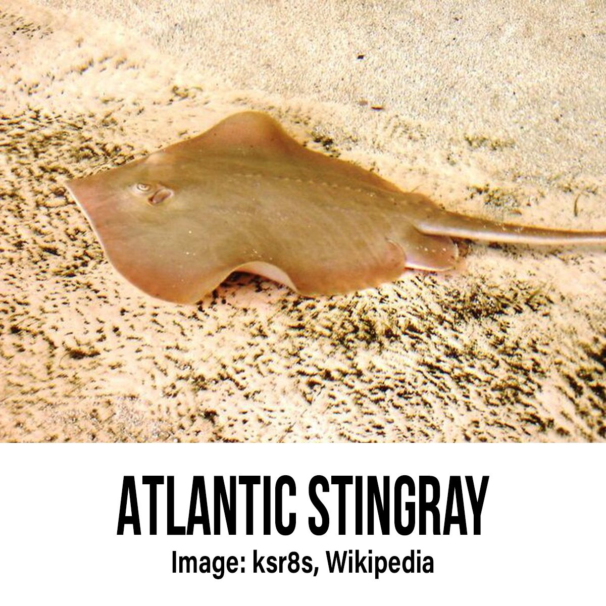 Atlantic Stingray.jpg