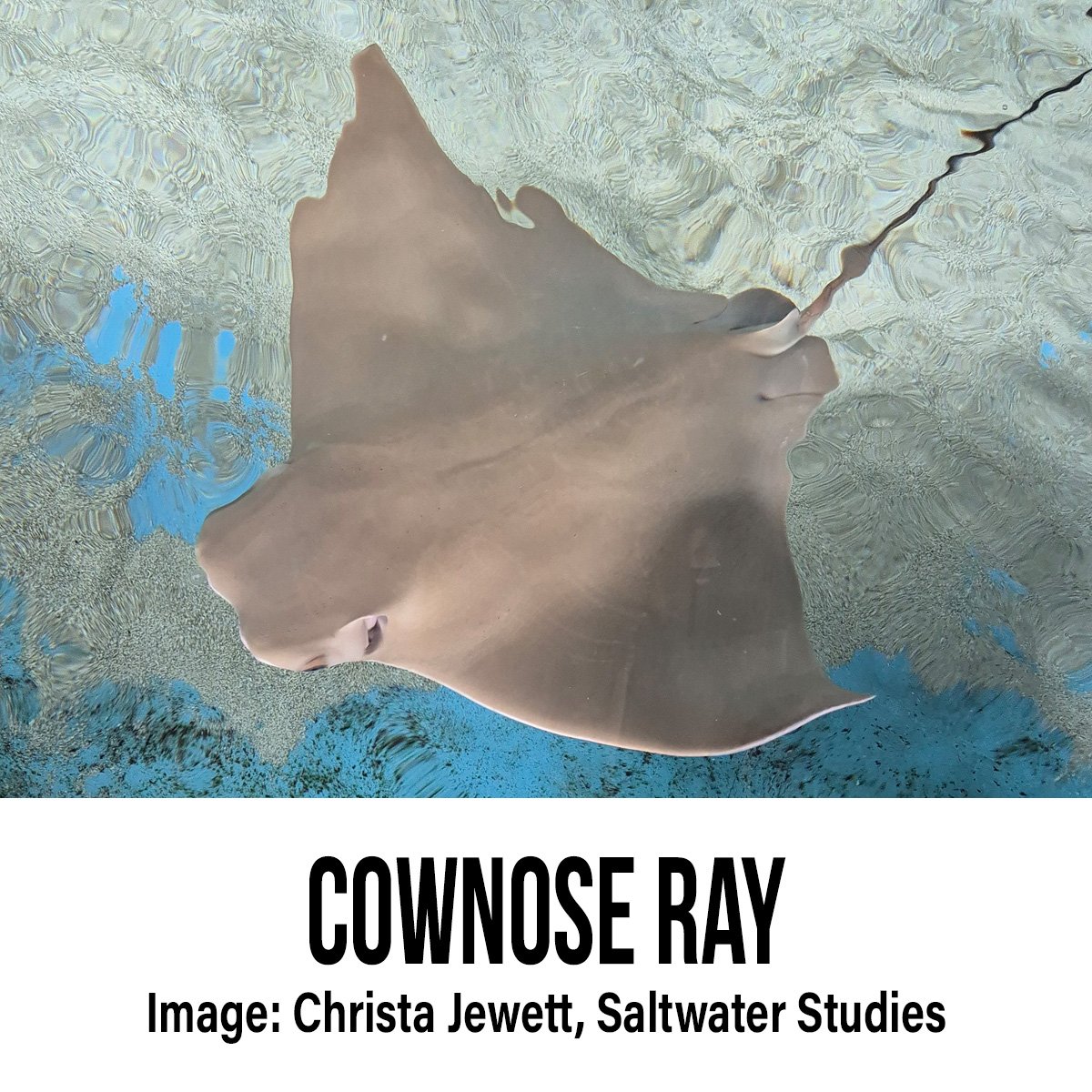 Cownose Ray.jpg