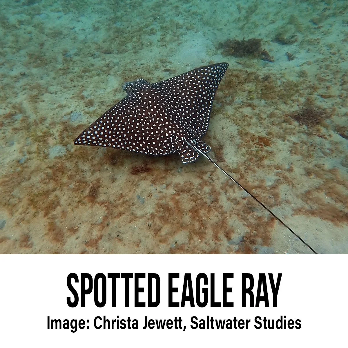 Spotted Eagle Ray.jpg
