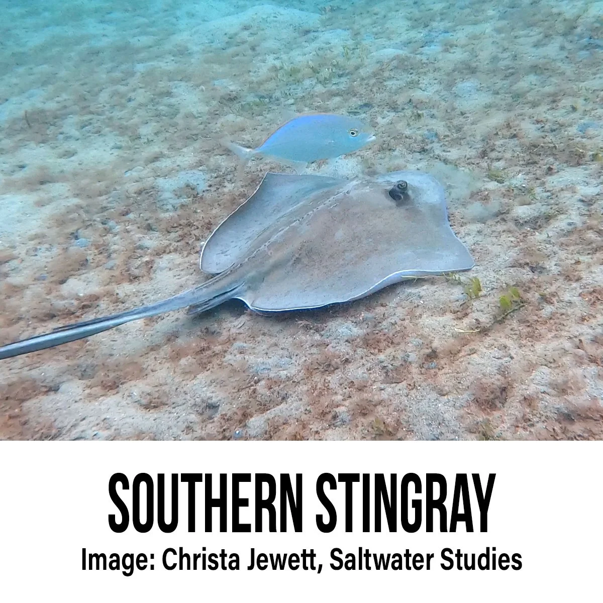 Southern Stingray.jpg