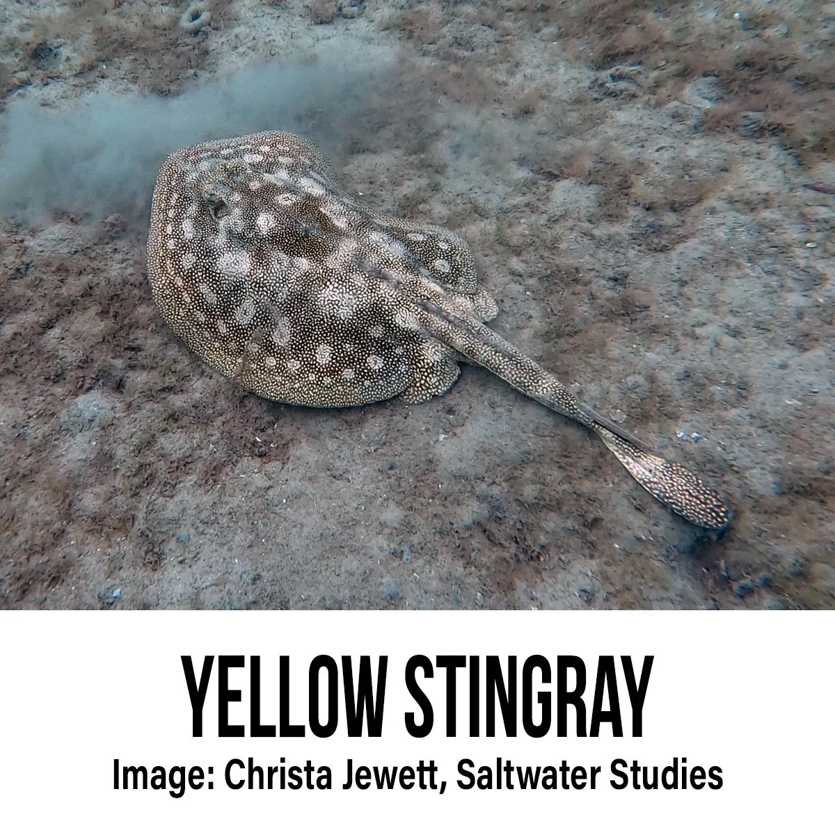 Yellow Stingray.jpg