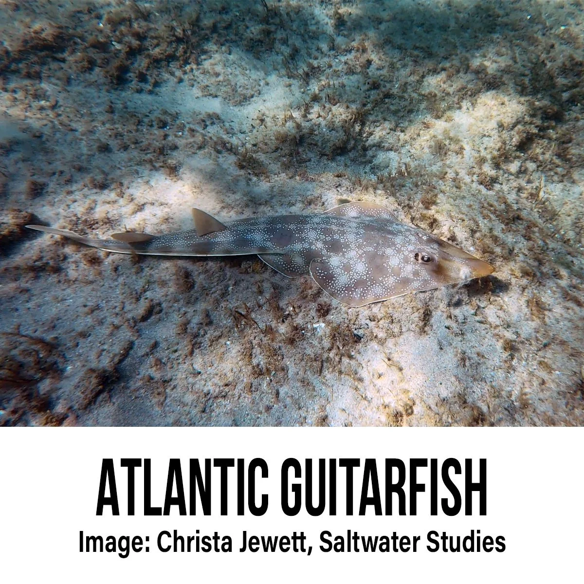 Atlantic Guitarfish.jpg