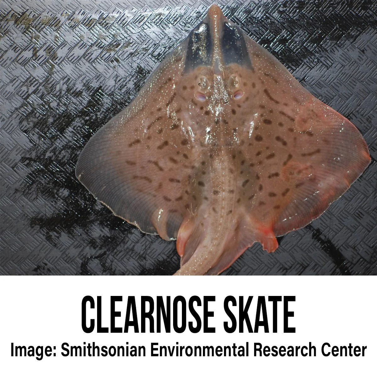 Clearnose Skate.jpg