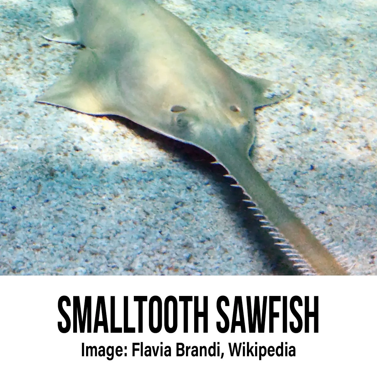 Smalltooth Sawfish.jpg