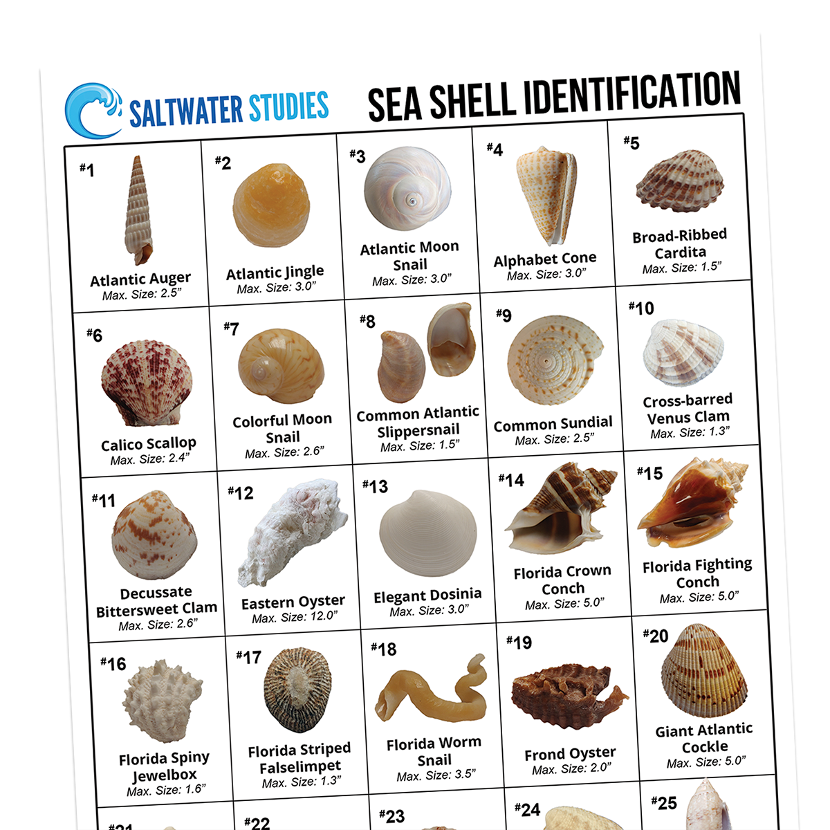 Sea Shell ID Key Digital.png