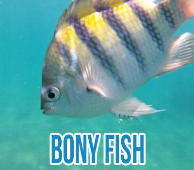 Bony Fish.jpg