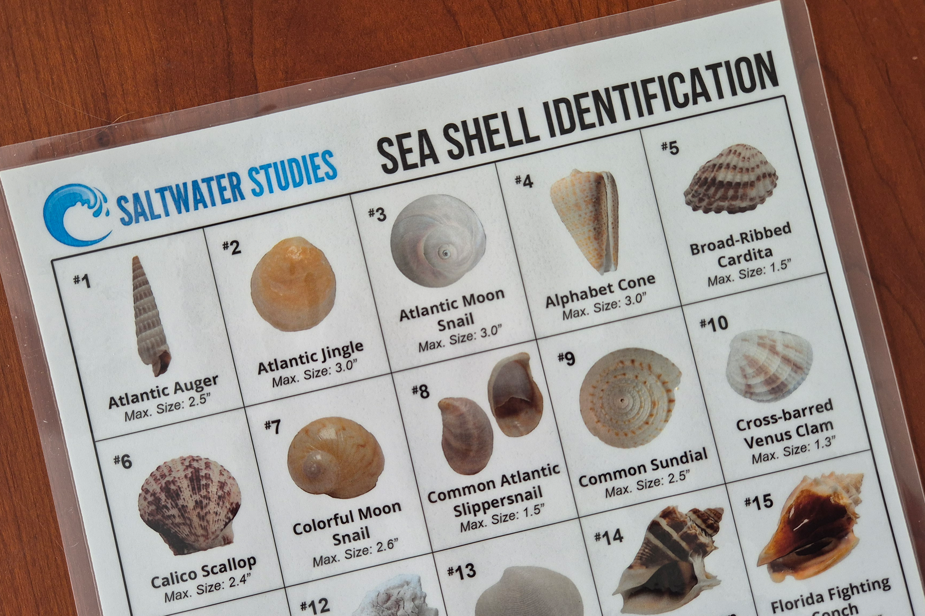 Sea Shell ID Key 2026.png